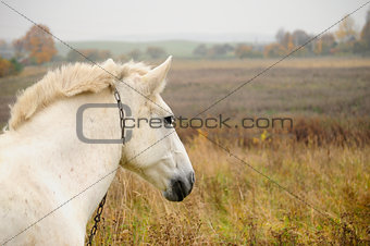 White horse. Fall
