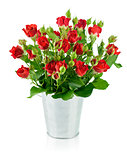 red roses with green leaves