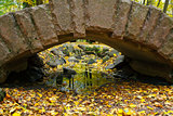 Bridge and color leaves in Autumn