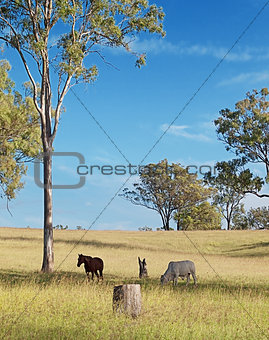 Australian rural landscape view