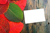 Bright autumn leaves and card.