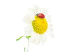 Daisy with ladybug