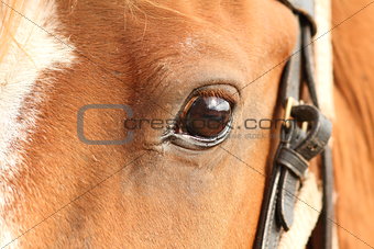 detail of horse eye