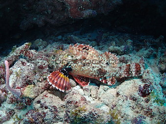 Spotted Scorpion Fish