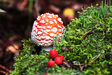 Fly-agaric in forest with little green mushrooms and red berry