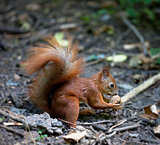 Red squirrel with walnut in autumn forest