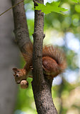 Red squirrel on tree with walnut in mouth, looking down