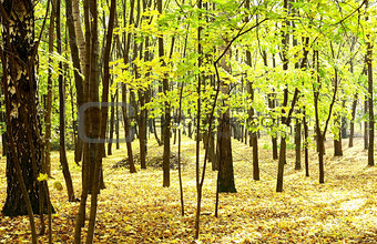 Sunny autumn golden forest in october