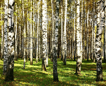 Beautiful sunlight autumn birch grove in the evening