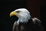 Royal eagle bird