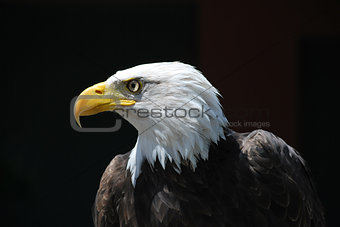 Royal eagle bird