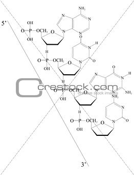 Outlined Deoxyribonucleic acid from 5' to 3'