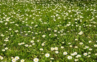 Meadow of daisies.