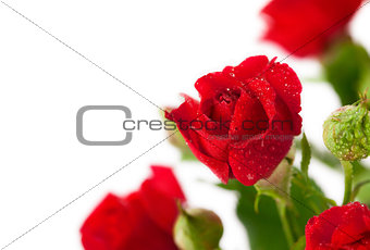 red rose with green leaves, red rose with green leaves