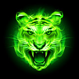 Green fire tiger.