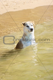 Labrador Sitting in Sea
