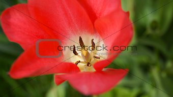 Eye of a Tulip