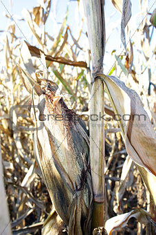 Corn Stalk