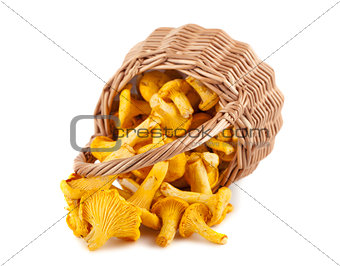Sprinkled wicker basket with chanterelle mushrooms 