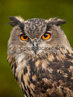 Portrait of a Eurasian Eagle-Owl (bobu bubo)