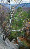 Birch on lofty stones in forest