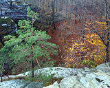 Autumn mountain forest 