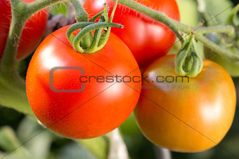 Ripe tomatoes on a tomato bush in a garden