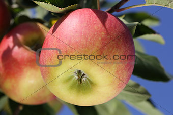 Ripe apple on an apple tree in autumn