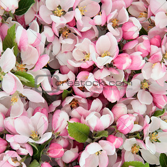 Apple Blossom Beauty