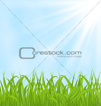 Spring background with green grass