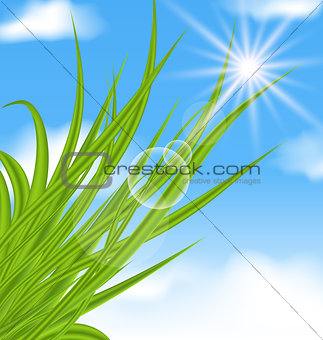 Natural illuminated background with green grass