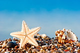 Starfish and Seashell on sand and pebble beach by the sea