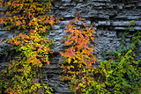 plant with red and yellow  leaves on rock wall