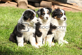 Three australian shepherd puppies sitting together