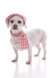 Pet dog wearing winter hat and scarf