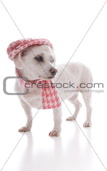 Trendy dog wearing cap and scarf