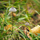 Mycena Mushroom