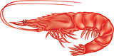 shrimp red