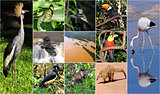 a collage made from Iguazu National park nature pictures.