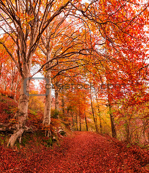 Autumn in the park of Campo dei Fiori, Varese
