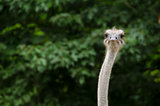Closeup of an Ostrich, Struthio camelus