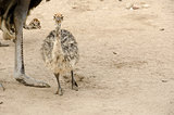 Small cute baby ostrich
