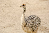 Small cute baby ostrich