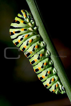 caterpillar of a 
