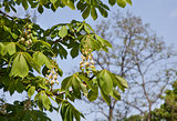 Chestnut blossom