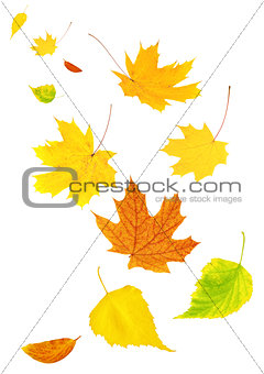 Flying autumn leaves