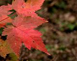 Red Maple Leaves
