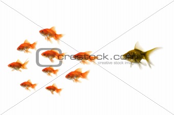 Gold fish standing out from the crowd