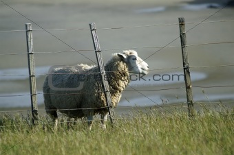 Sheep behind a wire fence