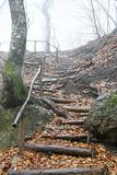wooden stairs in rainy forest